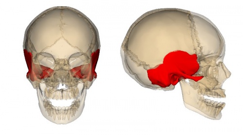 анатомия височных костей