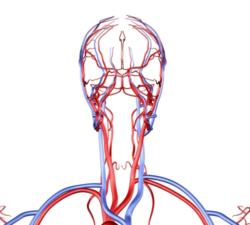 анатомия сосудистой системы головы