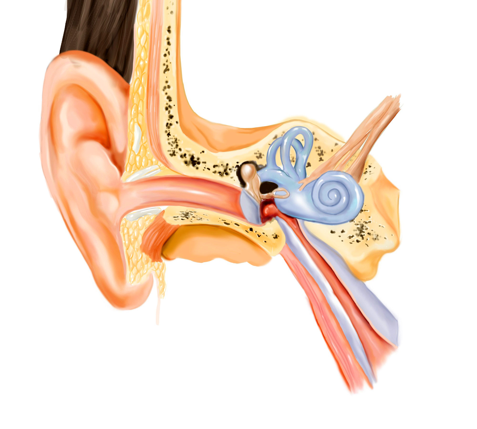 Шум среднего уха. Строение уха евстахиева труба. Тубоотит барабанная перепонка. Анатомия уха евстахиева труба.
