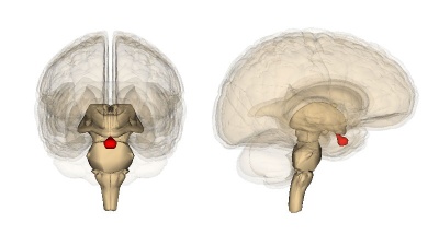 гипофиз мозга человека