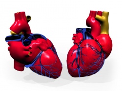 компьютерная томография сосудов сердца