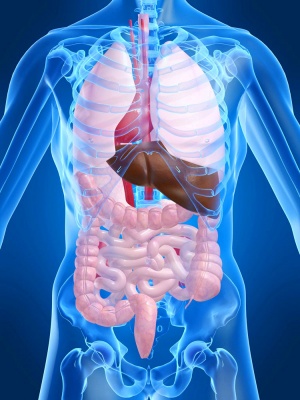анатомия органов брюшной полости