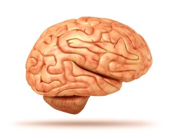строение человеческого мозга
