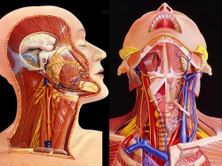 анатомия органов шеи