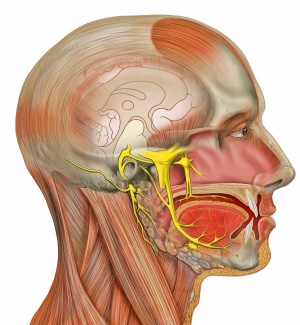 нервные окончания слухового нерва