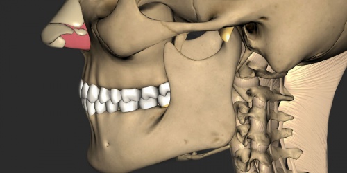 зубы в 3D