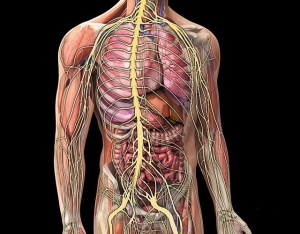 анатомия расположения внутренних органов