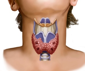 анатомия щитовидной железы