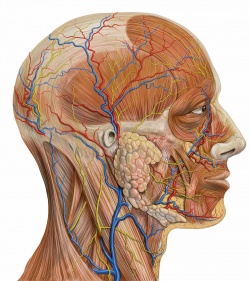 анатомия сосудов в области головы и шеи