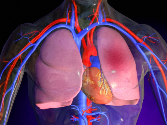 анатомия лёгких