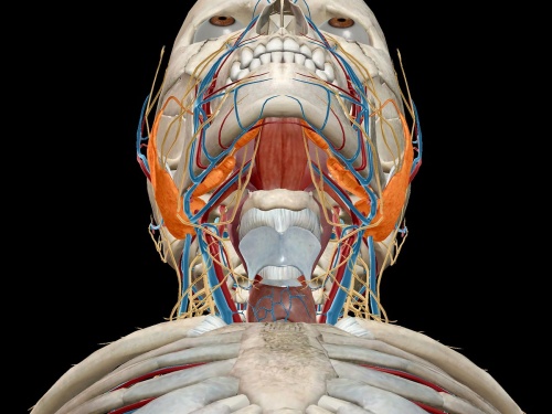 анатомия слюнной железы