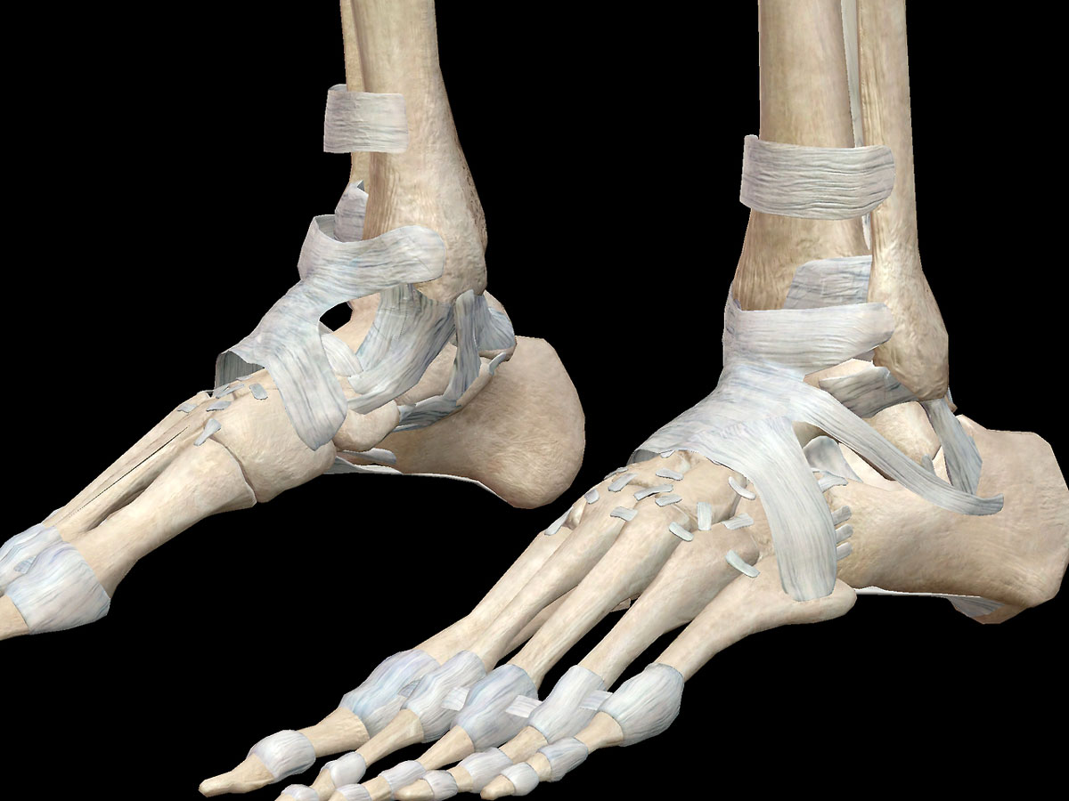 Голеностопный сустав левой ноги. Таранная кость на скелете. Скелет голеностопного сустава. Таранная кость голеностопа. Таранная кость сустав.