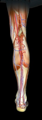 анатомия нижней конечности