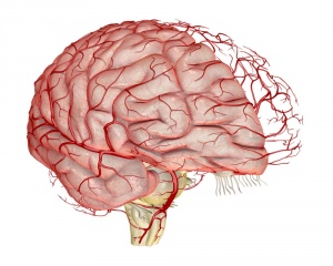 анатомия сосудов головы